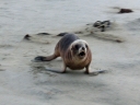catlins (16)